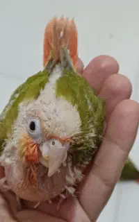 جفت گرینچیک یک ماهه دونه ای ۴ تومن