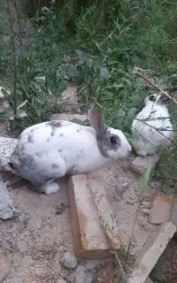 خرگوشای گوگولی و سالم هرکدام ۳۰۰ت