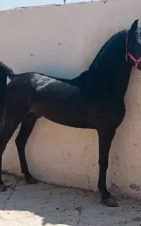 نریان کرد مشکی