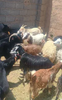 بره .میش بز کهره دار
