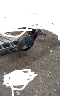 بوقلمون ماده