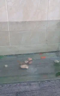 آکواریوم