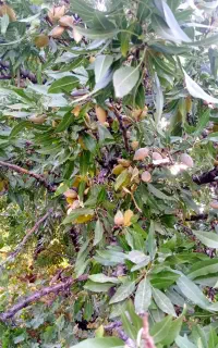 12 ساعت آب چاه تلمبه شهرستان بوانات
