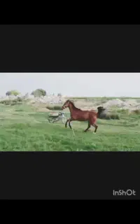 اسب مادیون ابستن-فروش فوری