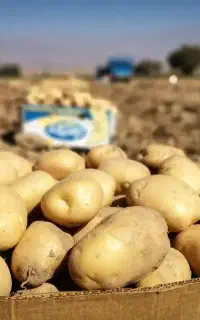 سیب زمینی/ درمان چیچک /کنترل اسکب / مشاوره