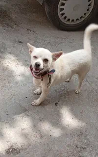 سگ پاکوتاه