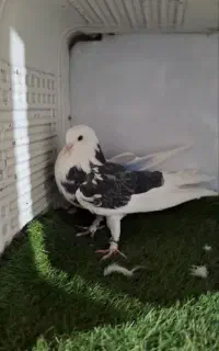 کفتر دهن جور