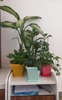 گل خانگی