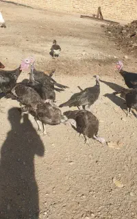 بغلمون ماده ۳۵ عدد همه یکجا ببری دونه ای ۱۵۰۰