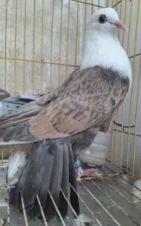 کربلایی. ساده