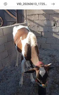 گاو هم داشت هم کشت