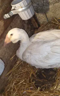غاز لیندا سه ماهه