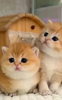 آفر شهرگربه سانان اهلی ایرانی،اسکاتلندی،بریتانیایی