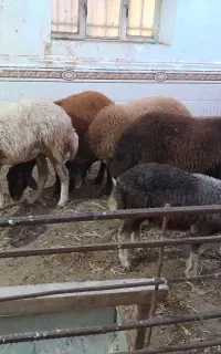 فروش ۵ راس گوسفند سالم ۳ نر تخلی، ۱ ماده، ۱ بره نر