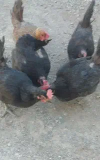 فروش مرغ خونگی