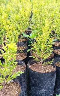 تولیدی گل بیرونی اتریس