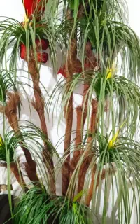 درخت تزیینی