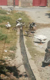 غاز و قو غاز و مرغ و جوجه و خروس لاری اردک خارجی