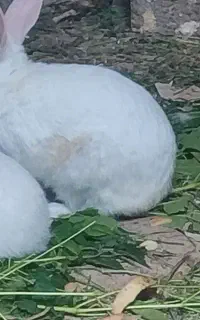جوجه مرغ و جوجه خرگوش
