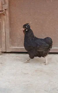 مرغ سلطان