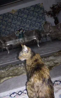 گربه