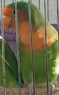 کوتوله نرو ماده