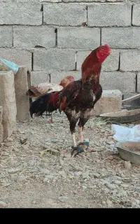 خروس نسل بالا