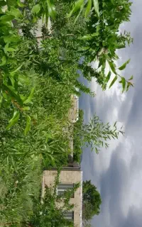 نظافتچی خونه باغ