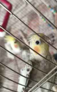 عروس هلندی