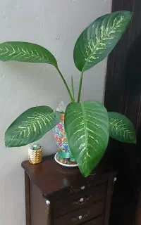 گل دیفن باخیا