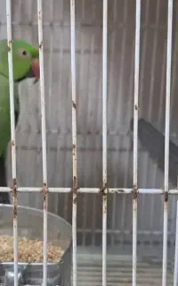 طوطی ملنگو