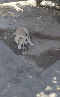 سگ خوب نگهبان