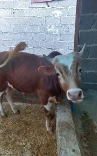 گاو نر چالوسی