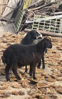 بره نر