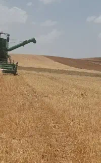 فروش جو ابی رقم بهمن