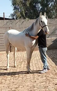 اسب