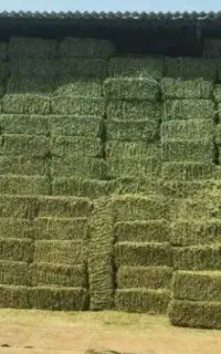 خریدار پرس یونجه