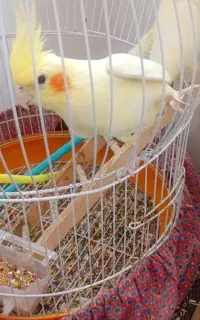 مرغ عروس لوتینو