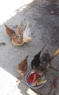 سه تا مرغ سه تا جوجه سر لخت
