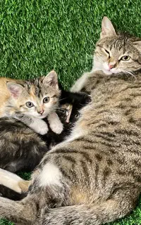 واگذاری گربه،سرپناه امن در خانه حیاط دار