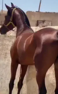 اسب سواری دار  سیلمی