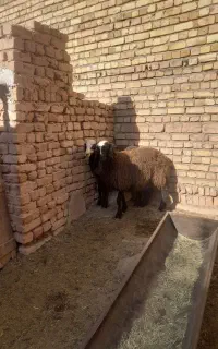 بره ماده ،اصیل نژاد شال