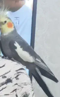 عروس هلندی سخن گو