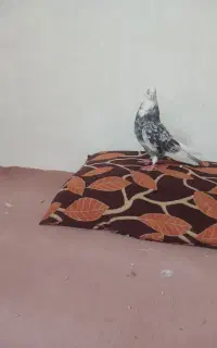 کبوتر شازده هما