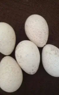 تخم بوقلمون ۵ عدد
