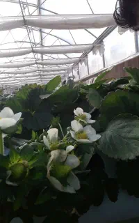 استخدام سرویس برای خانم ها