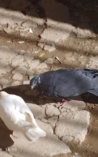 کبوتر