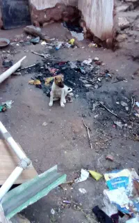 توله سگ چهار ماهه