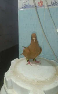 کبوتر رنگه شامی پولکی زرد کرمونی