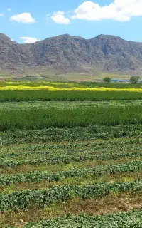 فروش پرس یونجه